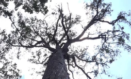 Cây vẫn phát triển xanh tốt với chiều cao hơn 55m.