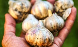 8 thực phẩm phòng và trị muỗi đốt hiệu quả