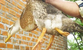 Xôn xao vịt 3 chân ở Khánh Hòa