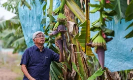 Trang trại chuối Nam Mỹ thu hoạch bằng dây cáp