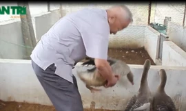 Thăm trang trại ngỗng trời của nguyên Phó Thủ tướng