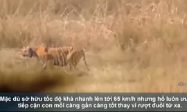 Hổ săn lợn rừng 'khủng' nặng hơn 100 kg