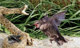 Chim mẹ bất lực khi thấy con bị rắn kịch độc ăn thịt. Ảnh minh họa.