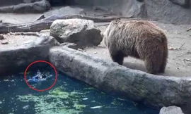 Gấu xám hết mình cứu chim quạ khỏi đuối nước