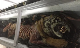 Con cọp trơ xương trong tủ đá.