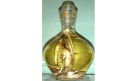 Rượu hải mã tốt cho quý ông yếu sinh lý.