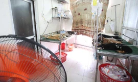 Thú cưng xếp hàng truyền nước, bệnh viện thú y quá tải