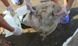 Sứa chết trôi đầy biển Cửa Lò, dân háo hức nhặt về ăn