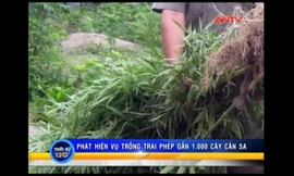 Cà Mau: Phát hiện gần 1.000 gốc cần sa trong vườn nhà dân