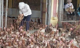 Năm 2012-2014, gà trọc đầu Trung Quốc tràn ngập chợ Việt