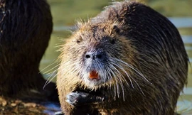 Chuột hải ly là động vật xâm hại chuyên phá hủy hoa màu. Ảnh: Pixabay.