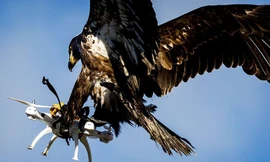 Cảnh sát Hà Lan sử dụng đại bàng để chặn máy bay không người lái từ năm 2015. Ảnh: Mirror.