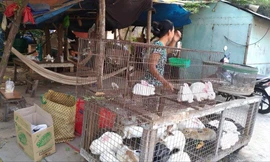 Gà, vịt được bày bán tràn lan ngay bên vệ đường Bình Long, quận Bình Tân, TPHCM