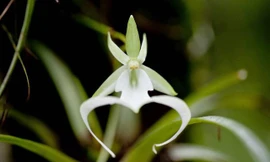 Phong lan ma - loài hoa đắt đỏ nhưng cây lại không có một chiếc lá nào