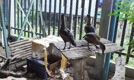 Độc chiêu dùng gà mái đẻ ấp trứng le le… bỏ túi bạc tỷ