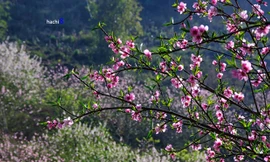 Thung lũng Mộc Châu thắm sắc hoa đào