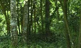 Tại xã Nậm Cắn, đã có nhiều người lên rừng phát rẫy gặp trúng bom phát nổ gây tử vong. Ảnh minh họa.