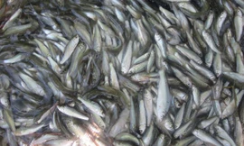 Đặc sản cá linh non đầu mùa đắt hơn thịt bò