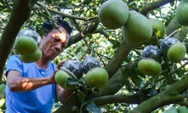 Vườn bưởi hồ lô giá tiền triệu mỗi quả ở Đồng Nai