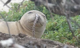 Chú hải cẩu thầy tu bị lươn chui vào mũi đã may mắn được các nhân viên cứu hộ giúp đỡ.