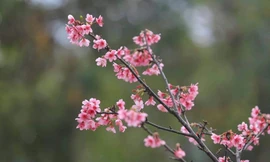 Lễ hội hoa anh đào: Đến ngày thứ 3, hoa vẫn tươi, an ninh được đảm bảo 