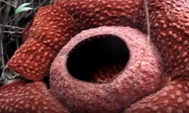 Hoa xác thối đường kính một mét nở rộ ở Indonesia