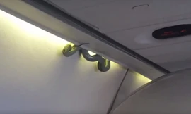 Hình ảnh con rắn chui ra từ tủ đựng đồ trên máy bay.