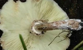 Nấm ô tán trắng phiến xanh. (Nguồn: http: vfa.gov.vn)