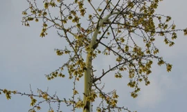 Kiểng lạ có hoa 6 cánh, màu vàng