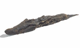 Con cá sấu dài khoảng 4 mét. Ảnh: BBC