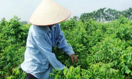 Vitamin, muối khoáng, canxi, photpho, vitamin C trong rau ngót làm tăng sức đề kháng cho trẻ. Ảnh: T.L