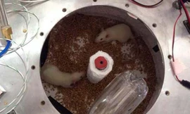 Những con chuột trong thí nghiệm của Lim Seng. Ảnh: Lim Seng