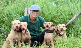 Pit Bull tham gia săn bắt
