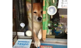 Chân dung chú chó Shiba Inu.