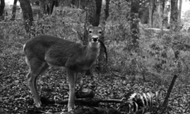 Con hươu đang nhai một khúc xương người trong miệng. Ảnh: Lauren A. Meckel.