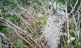 Băng giá sáng nay ở Fansipan. Ảnh: Nguyễn Viết Ma