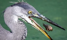 Nhảy nhót tung tăng, cá nhỏ tự dâng đến miệng 'quái thú'