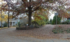 Cây sồi trắng nằm giữa hai con phố ở Athens, Georgia, Mỹ. Ảnh: Land Use Database.