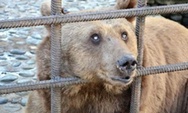 Một trong hai con gấu cần phải cai nghiện. Ảnh: Mirror