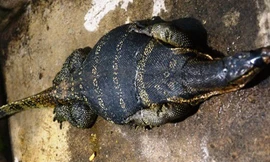 Con kỳ đà khổng lồ được bắt ở Rạch Bàng, quận 7. Ảnh: Hải Hiếu