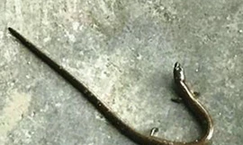 Con rắn lạ có 4 chân khiến nhiều người xôn xao. Ảnh: Dân Việt