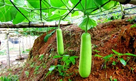 Lợi ích tuyệt vời cho sức khỏe của nước ép bầu tươi