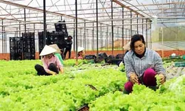 Người bán hàng rong thành “vua rau sạch”