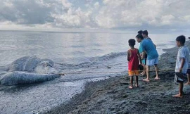 Xác của con vật kỳ bí khiến nhiều người dân địa phương hiếu kỳ kéo đến xem. Ảnh: Daily Mail