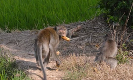 2 trong 5 con khỉ chạy đến gần nhà dân để lấy thức ăn. Ảnh: Tuấn Anh.