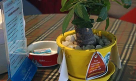 Thời gian tới anh Giang sẽ mở rộng các địa điểm đặt cây miễn phí, đồng thời chuyển sang cây trồng thủy sinh vừa sang trọng và thuận tiện chăm sóc. Ảnh: T.T