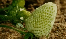 Đây là lí do lá cây bị sâu gặm nham nhở nhưng không bị ăn sạch