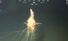 Sinh vật kì lạ dưới độ sâu 1.300m dưới mặt nước biển.