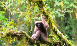 Loài vượn Skywalker Hoolock nằm trong danh sách 25 loài động vật linh trưởng bị đe doạ nhất trên thế giới (Ảnh: WWF-Việt Nam)