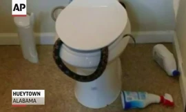 Rùng mình phát hiện rắn độc chui trong bồn cầu